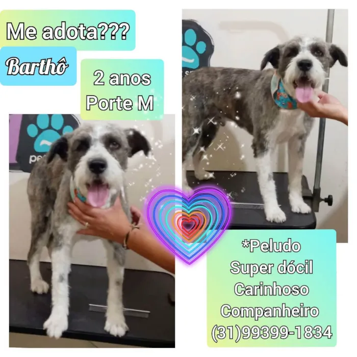 Cachorro raça SRD idade 2 anos nome Barthô 