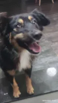 Domênico