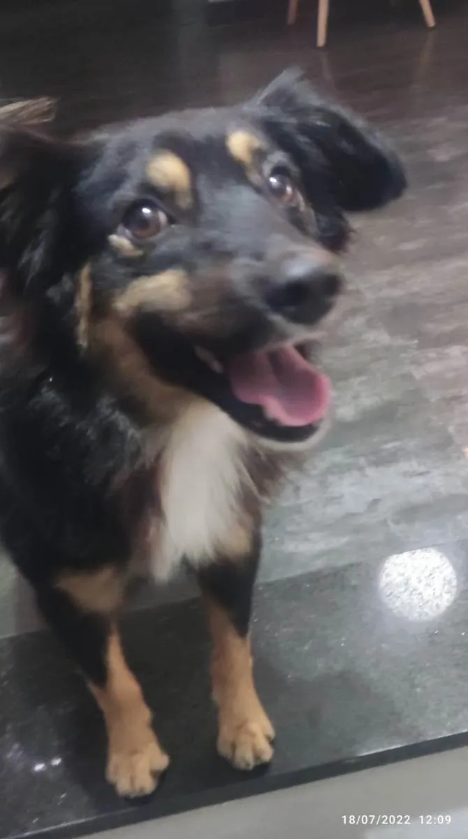 Cachorro ra a SRD idade 1 ano nome Domênico