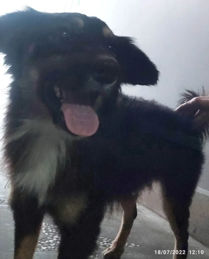 Cachorro ra a SRD idade 1 ano nome Domênico