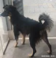 Domênico