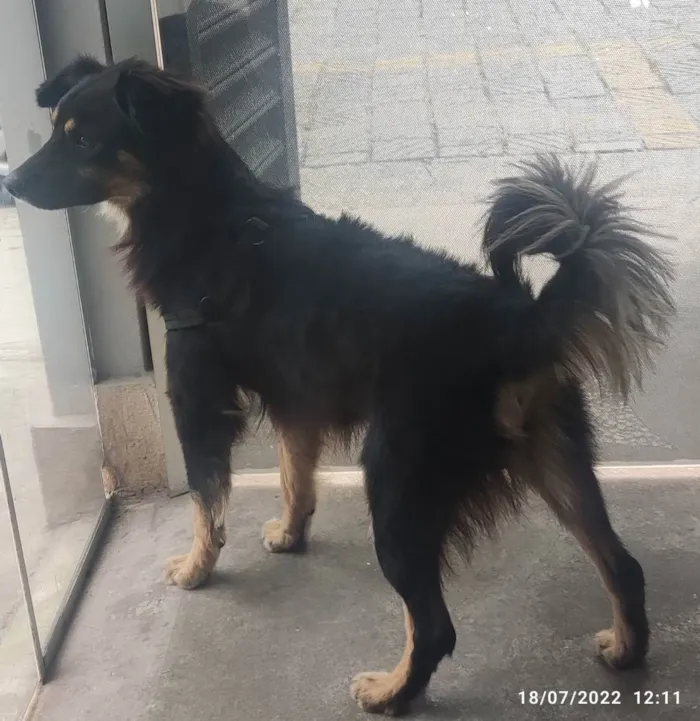 Cachorro ra a SRD idade 1 ano nome Domênico