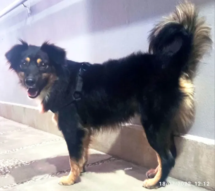 Cachorro ra a SRD idade 1 ano nome Domênico