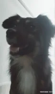 Domênico