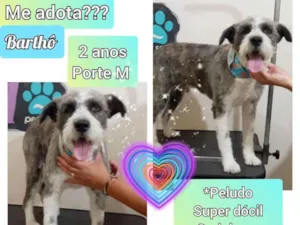 Cachorro raça SRD idade 2 anos nome Barthô 