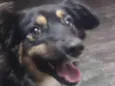 Domênico