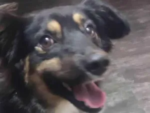 Cachorro raça SRD idade 1 ano nome Domênico