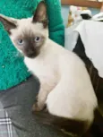 Gato raça SRD idade 2 a 6 meses nome NARIZINHO FILHOTINHA