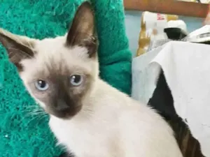 Gato raça SRD idade 2 a 6 meses nome NARIZINHO FILHOTINHA