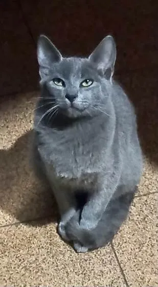 Gato ra a Srd idade 2 a 6 meses nome Bento