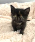 Bibi