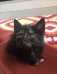 Bibi