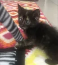 Bibi