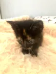 Bibi