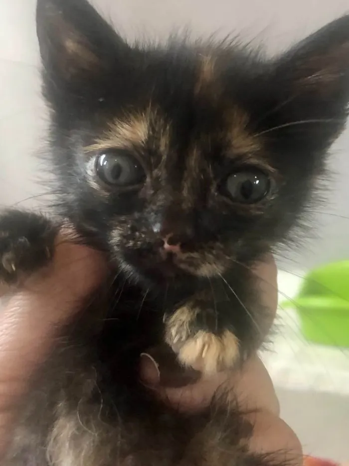 Gato ra a Srd idade Abaixo de 2 meses nome Bibi