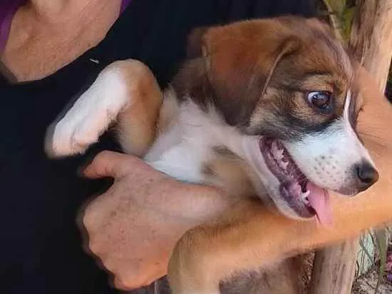 Cachorro ra a SRD idade 1 ano nome Gambita