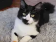 João
