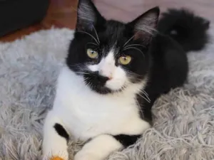 Gato raça Srd idade 7 a 11 meses nome João