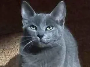 Gato raça Srd idade 2 a 6 meses nome Bento