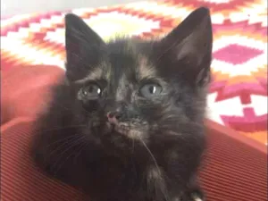 Gato raça Srd idade Abaixo de 2 meses nome Bibi