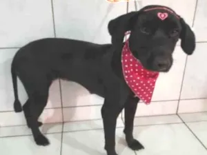 Cachorro raça SRD idade 1 ano nome Pretinha