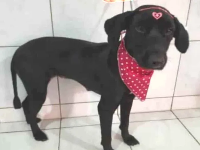 Cachorro ra a SRD idade 1 ano nome Pretinha
