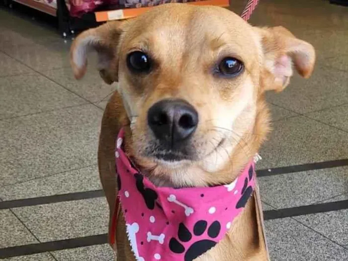 Cachorro raça Srd idade 7 a 11 meses nome  Mel