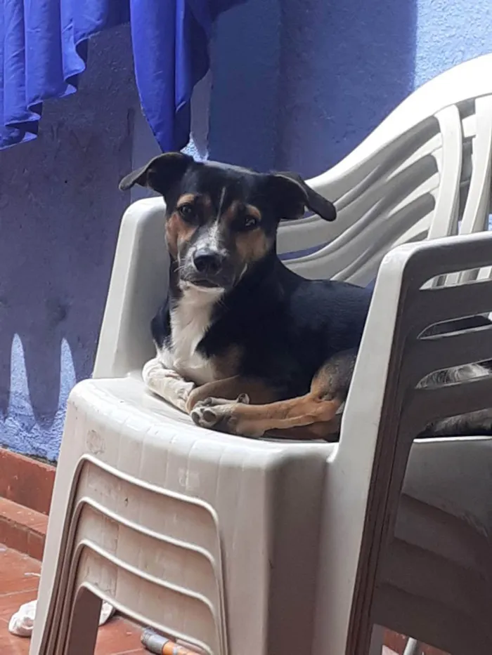 Cachorro ra a N sabemos  idade 1 ano nome Tooby
