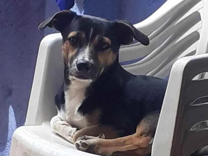 Cachorro ra a N sabemos  idade 1 ano nome Tooby