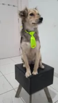 Stella