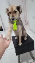 Stella