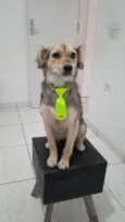 Stella