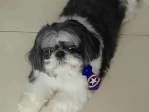 Cachorro raça SHITIZU idade 5 anos nome TODDY