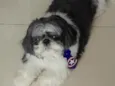 Cachorro raça SHITIZU idade 5 anos nome TODDY