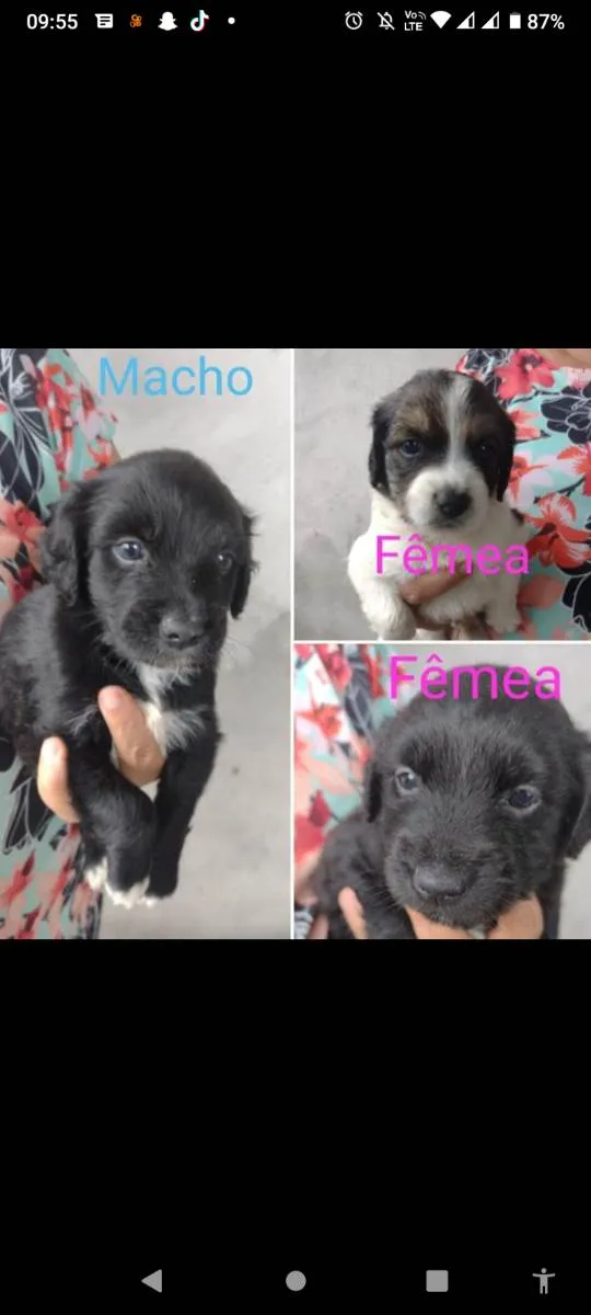 Cachorro ra a Viralata  idade Abaixo de 2 meses nome Sem nome ainda 