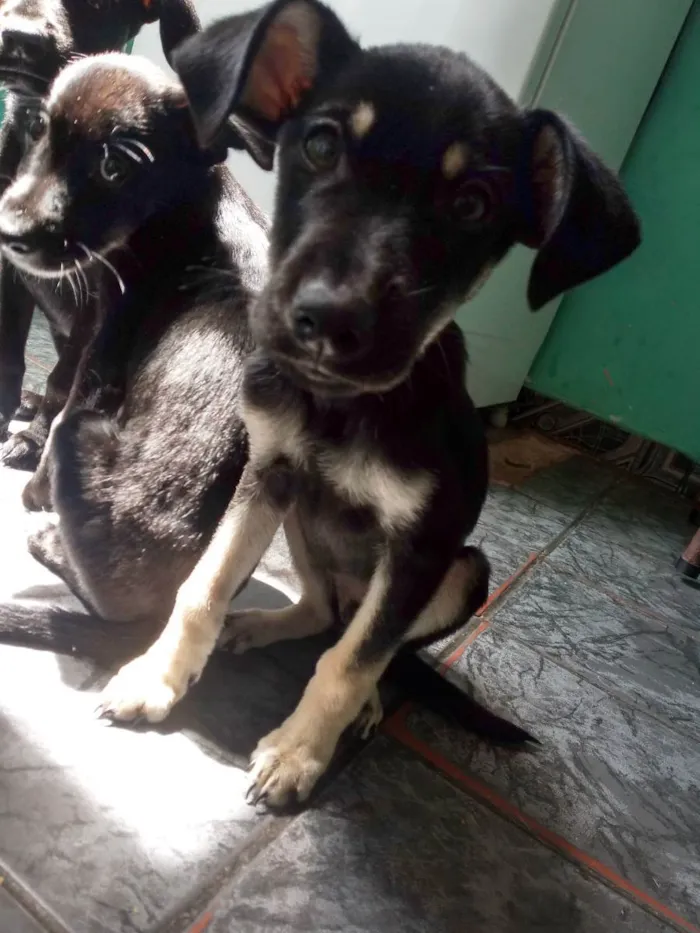 Cachorro ra a Labrador com vira lata  idade 2 a 6 meses nome Preferencial 