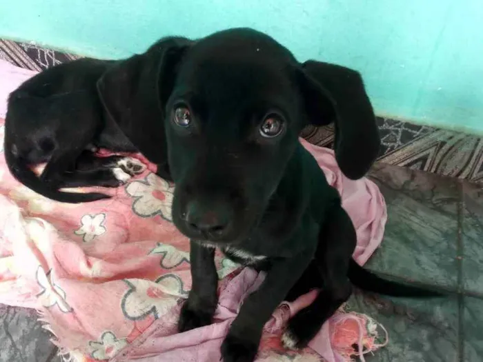 Cachorro ra a Labrador com vira lata  idade 2 a 6 meses nome Preferencial 