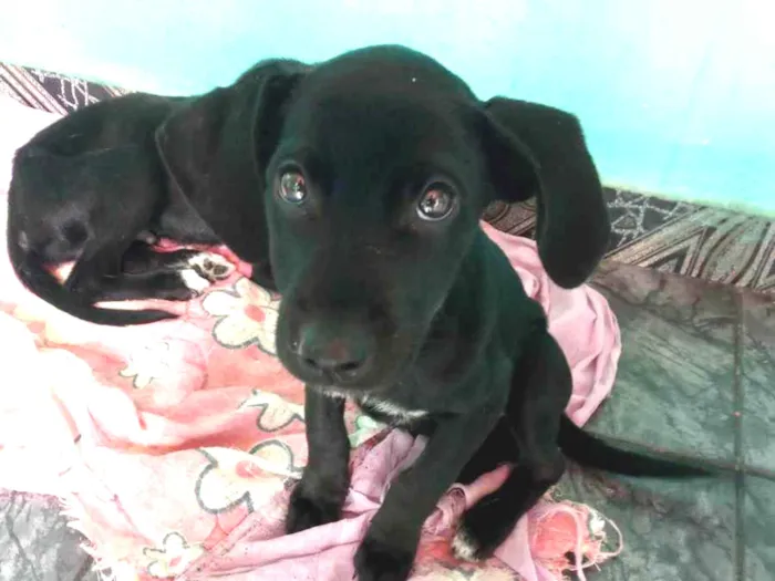 Cachorro ra a Labrador com vira lata  idade 2 a 6 meses nome Preferencial 