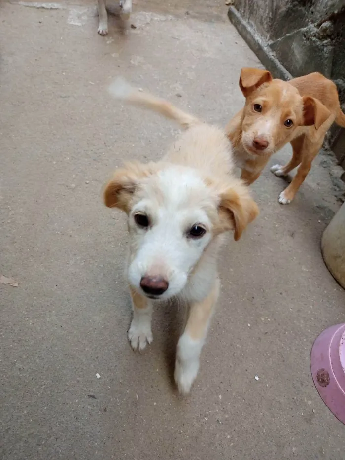 Cachorro ra a Vira lata  idade 2 a 6 meses nome Não possui nome aind