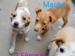 Cachorro raça Vira lata  idade 2 a 6 meses nome Não possui nome aind