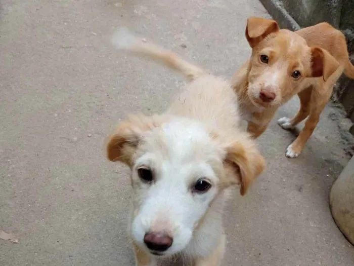 Cachorro ra a Vira lata  idade 2 a 6 meses nome Não possui nome aind