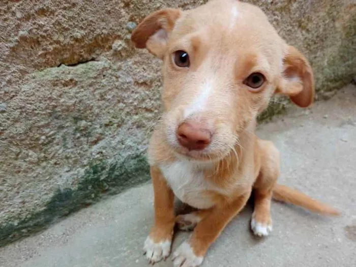 Cachorro ra a Vira lata  idade 2 a 6 meses nome Não possui nome aind