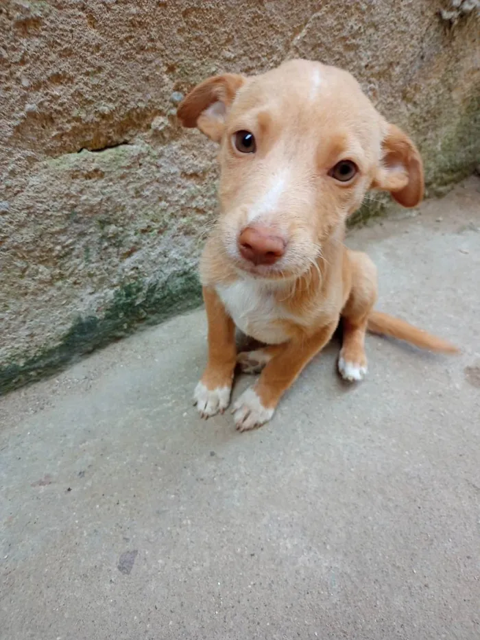Cachorro ra a SRD idade 2 a 6 meses nome Não tem 