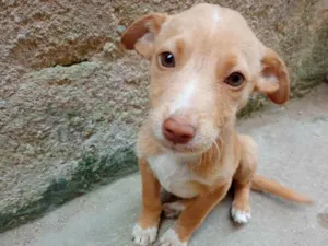 Cachorro raça SRD idade 2 a 6 meses nome Não tem 