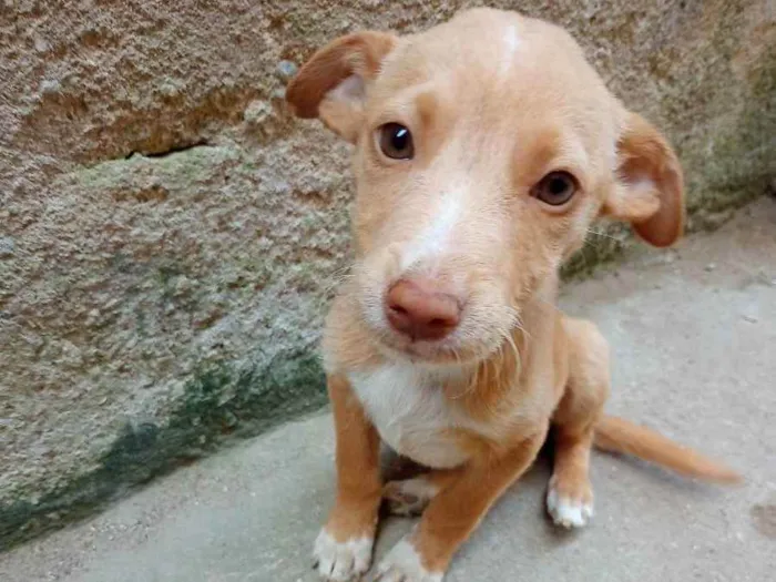 Cachorro ra a SRD idade 2 a 6 meses nome Não tem 