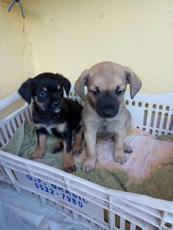 Cachorro ra a Vira latas  idade 2 a 6 meses nome Fred e marrom 