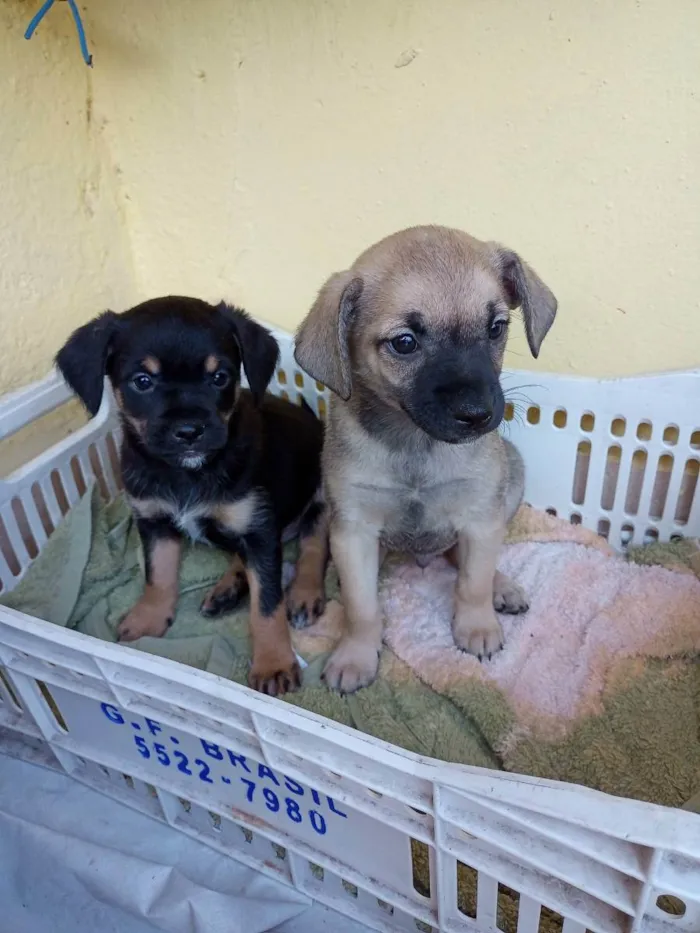 Cachorro ra a Vira latas  idade 2 a 6 meses nome Fred e marrom 