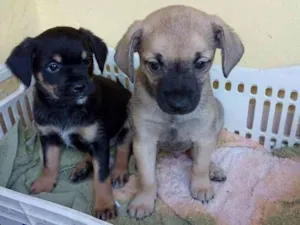 Cachorro raça Vira latas  idade 2 a 6 meses nome Fred e marrom 