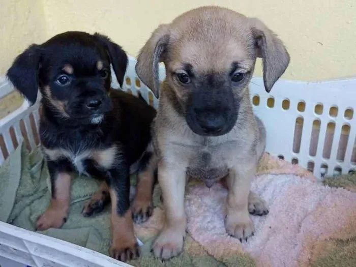 Cachorro ra a Vira latas  idade 2 a 6 meses nome Fred e marrom 