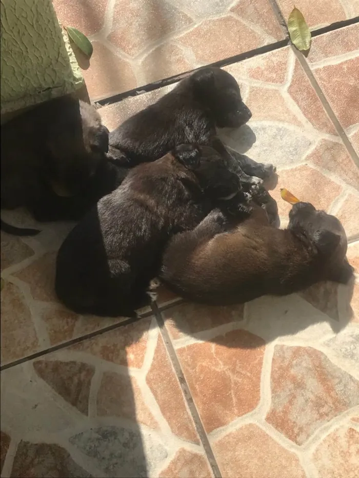 Cachorro ra a Vira lata idade Abaixo de 2 meses nome Bolt, luna, sol, lih